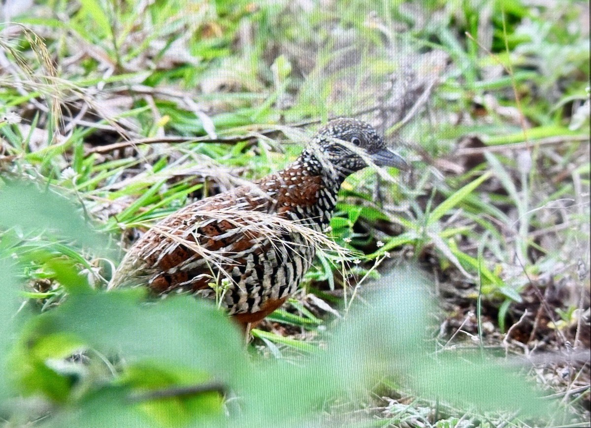 Barred Buttonquail - ML643136931