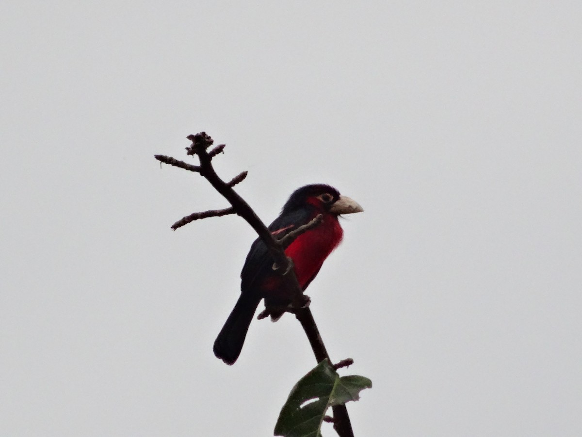 Double-toothed Barbet - ML643136949