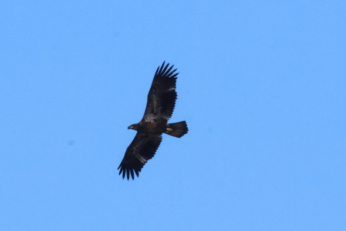 Bald Eagle - ML643136957