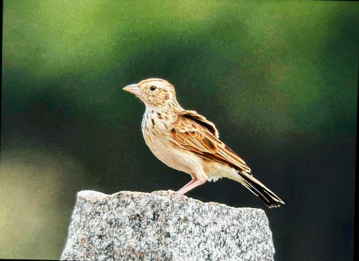 Indian Bushlark - ML643136961