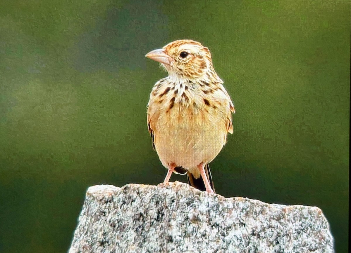 Indian Bushlark - ML643136962