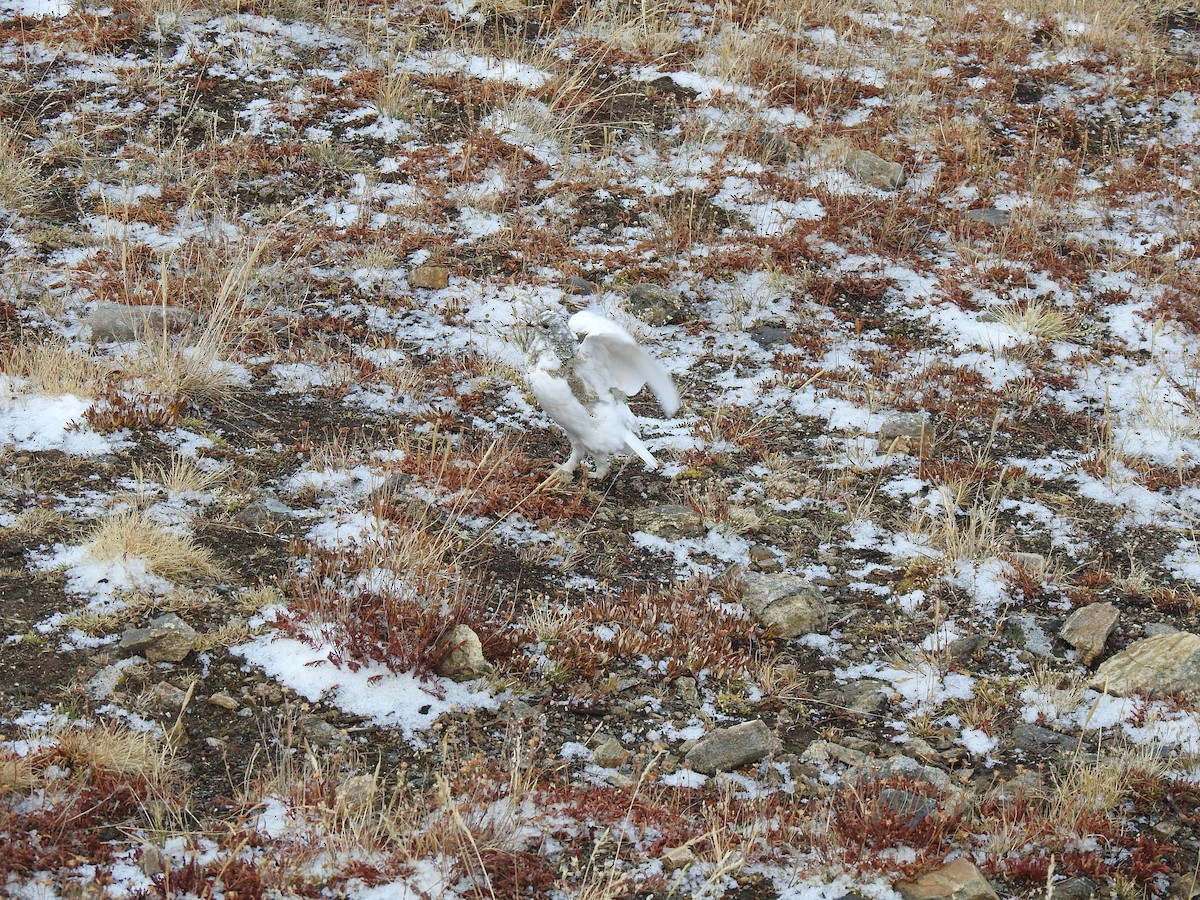 White-tailed Ptarmigan - ML643136972