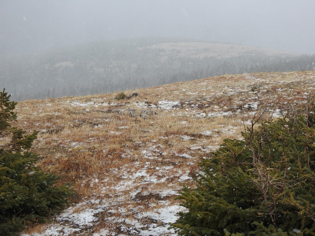 White-tailed Ptarmigan - ML643136973