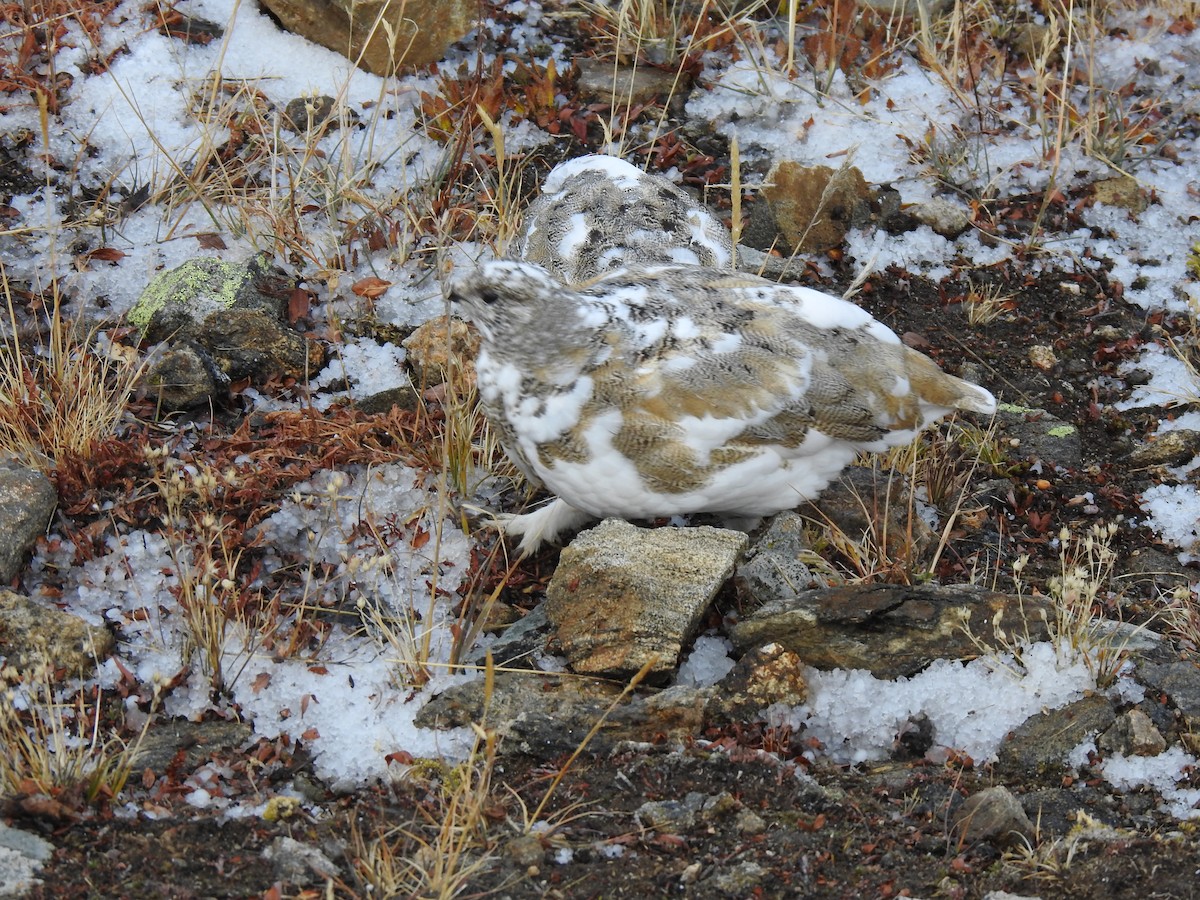 White-tailed Ptarmigan - ML643136975