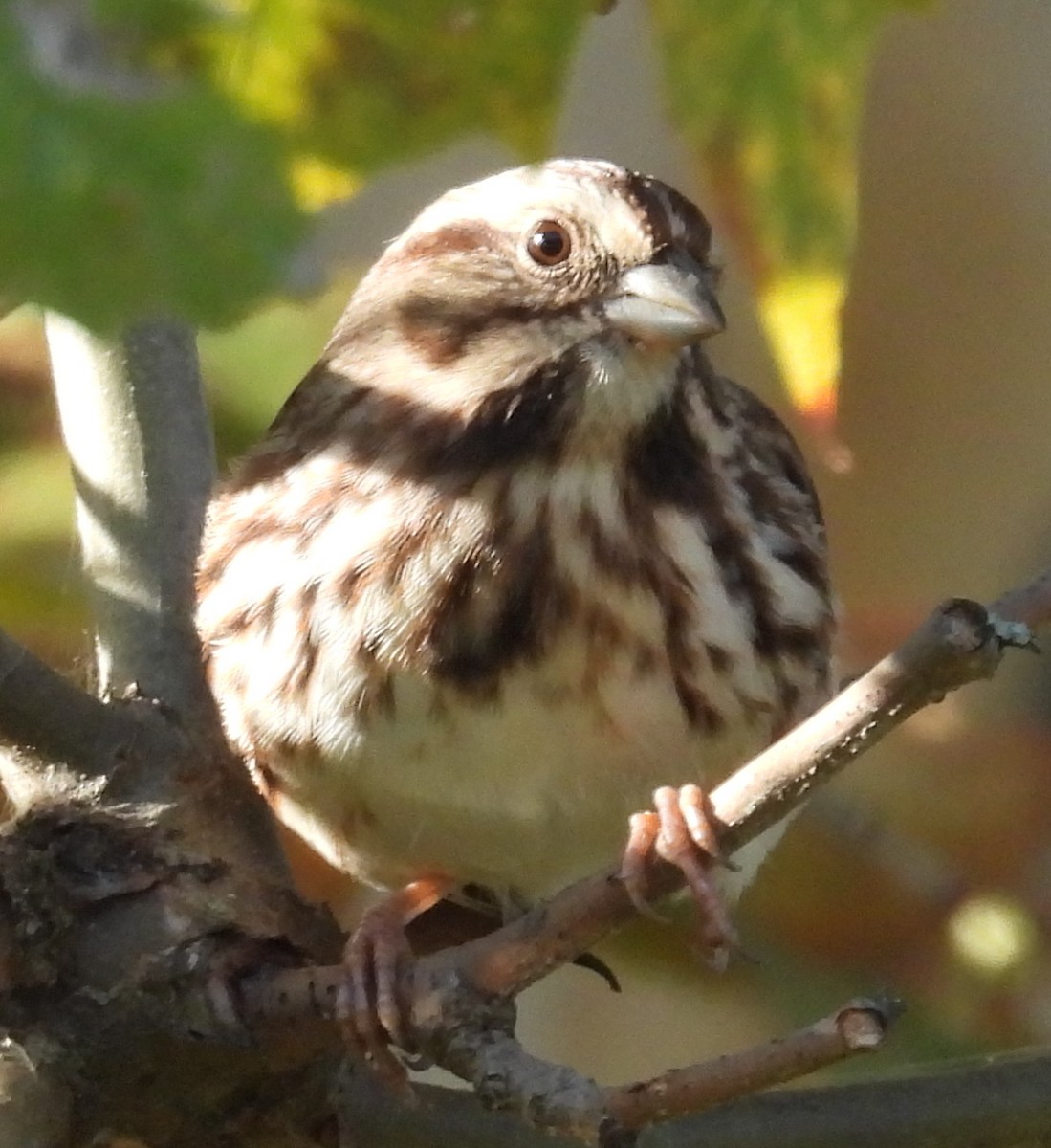 Song Sparrow - ML643136982