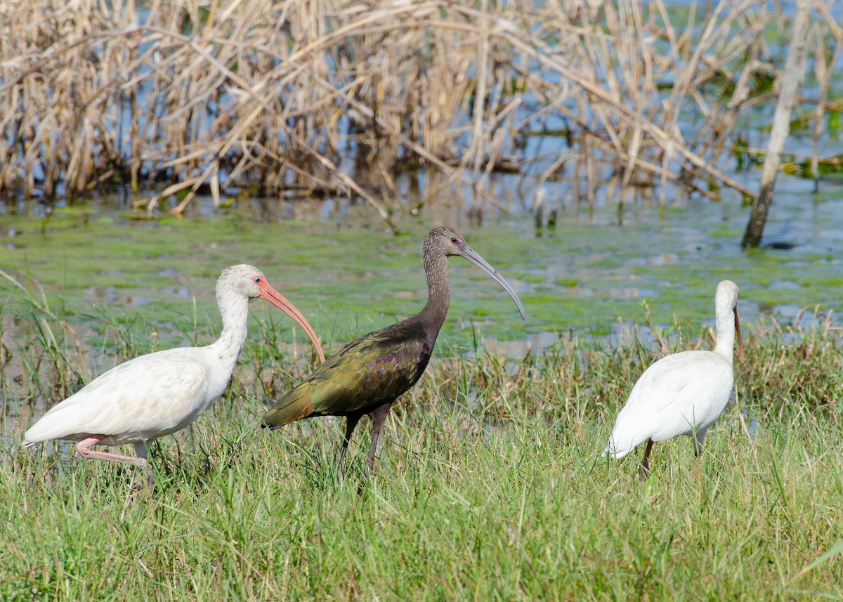White-faced Ibis - ML643136985
