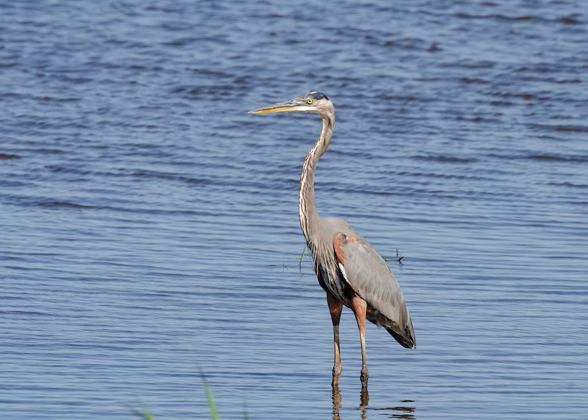 Great Blue Heron - ML643136999