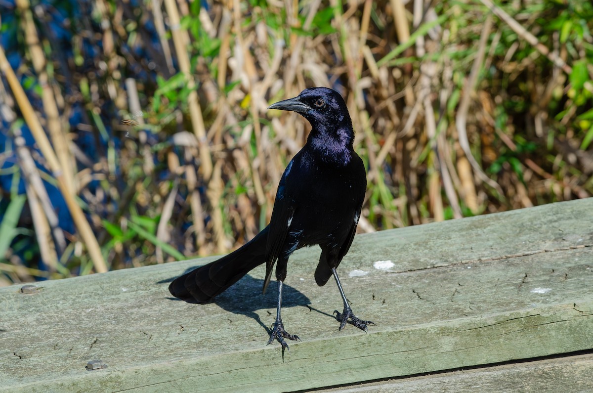 Boat-tailed Grackle - ML643137034