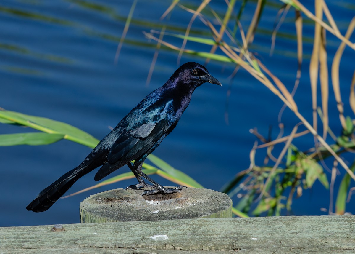 Boat-tailed Grackle - ML643137035
