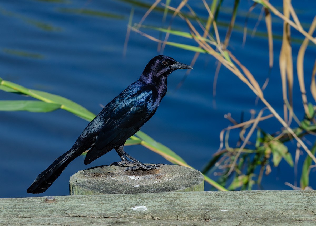 Boat-tailed Grackle - ML643137036
