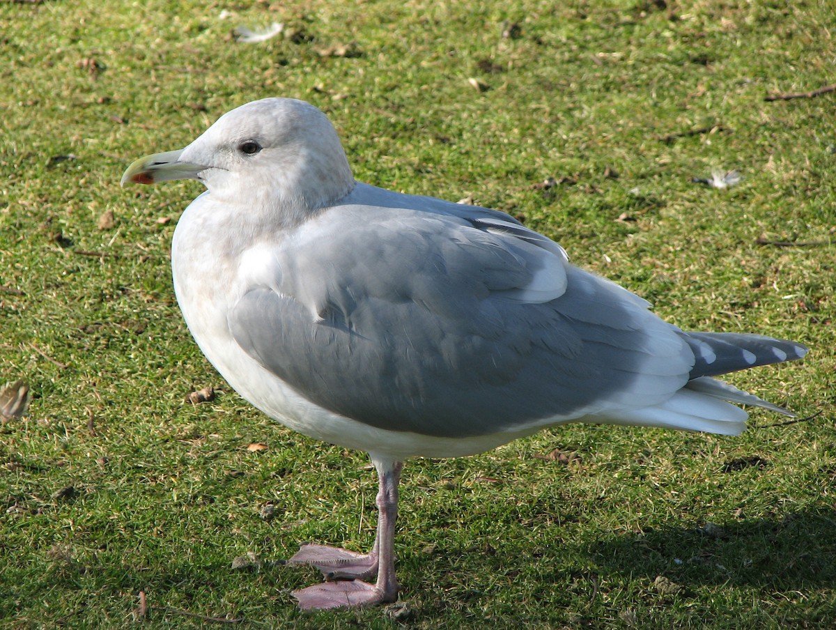 Glaucous-winged Gull - ML643137069