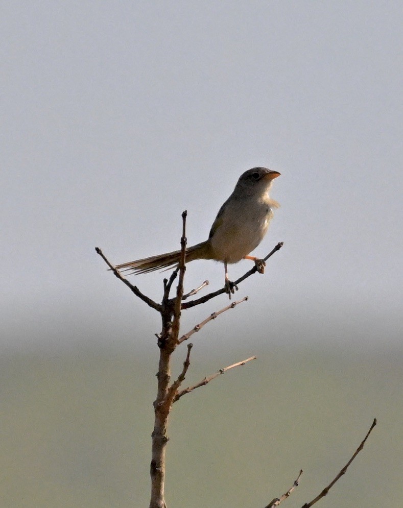Wedge-tailed Grass-Finch - ML643137073