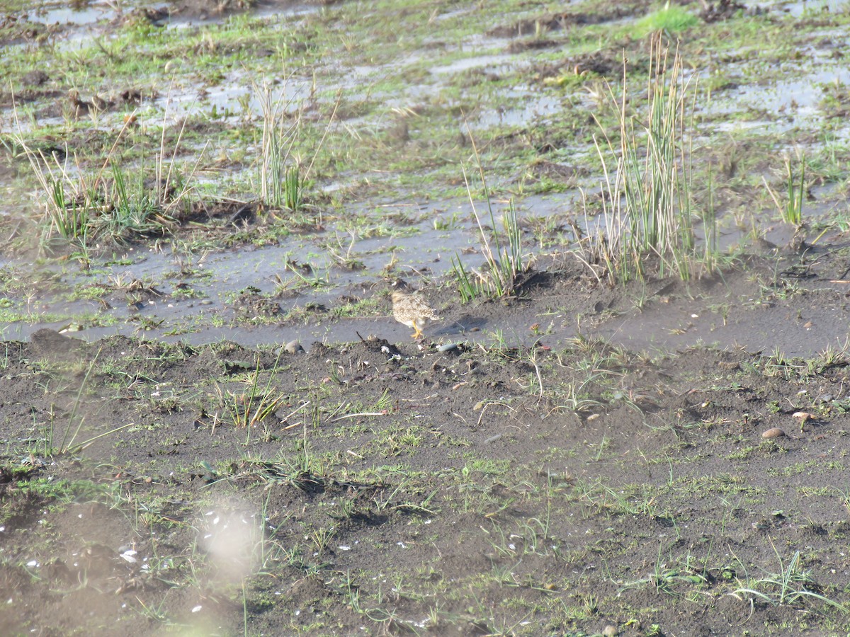 Least Seedsnipe - ML643137095