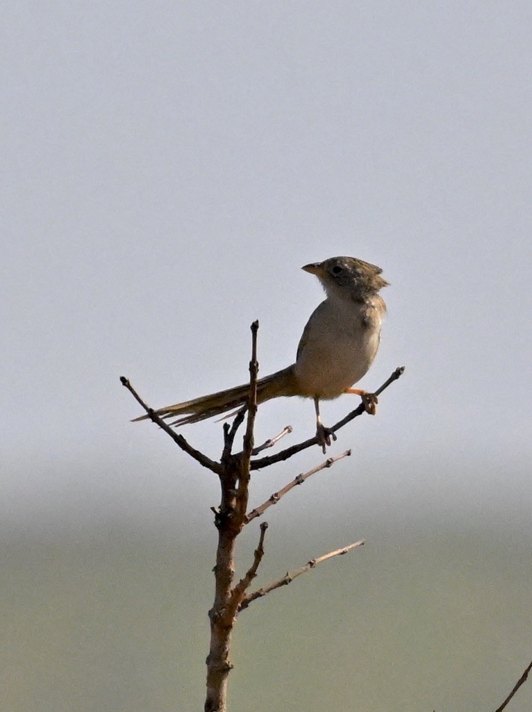 Wedge-tailed Grass-Finch - ML643137108