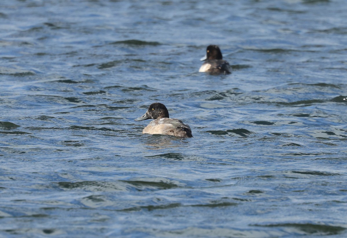 Greater Scaup - ML643137112