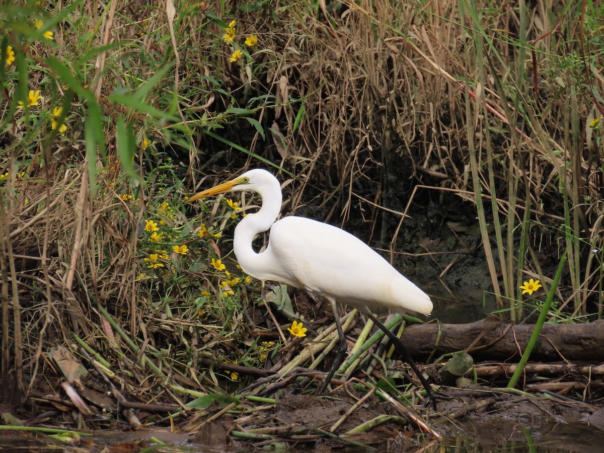 Great Egret - ML643137139