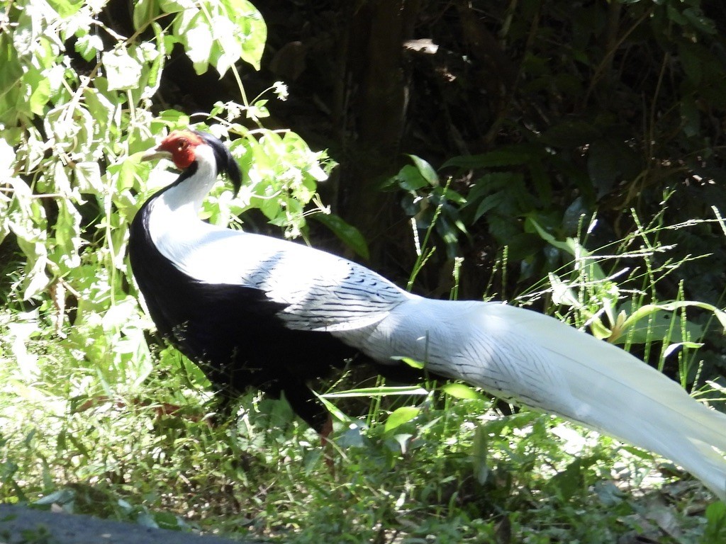 Silver Pheasant - ML643137145