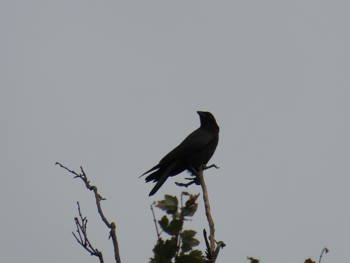 American Crow - ML643137154
