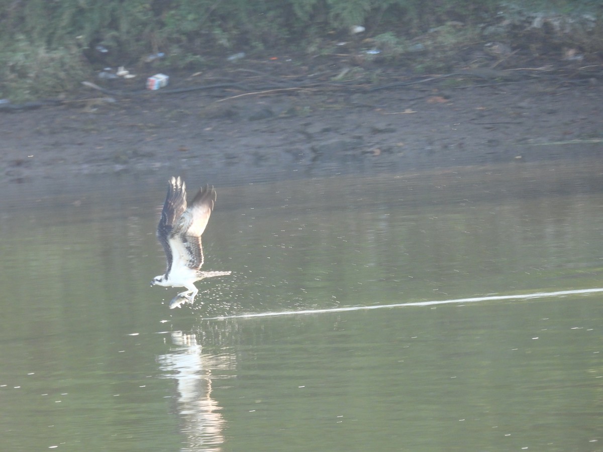 魚鷹 - ML643137165