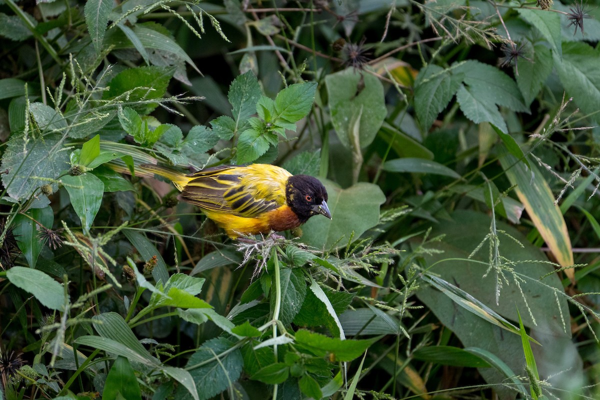 Golden-backed Weaver - ML643137186