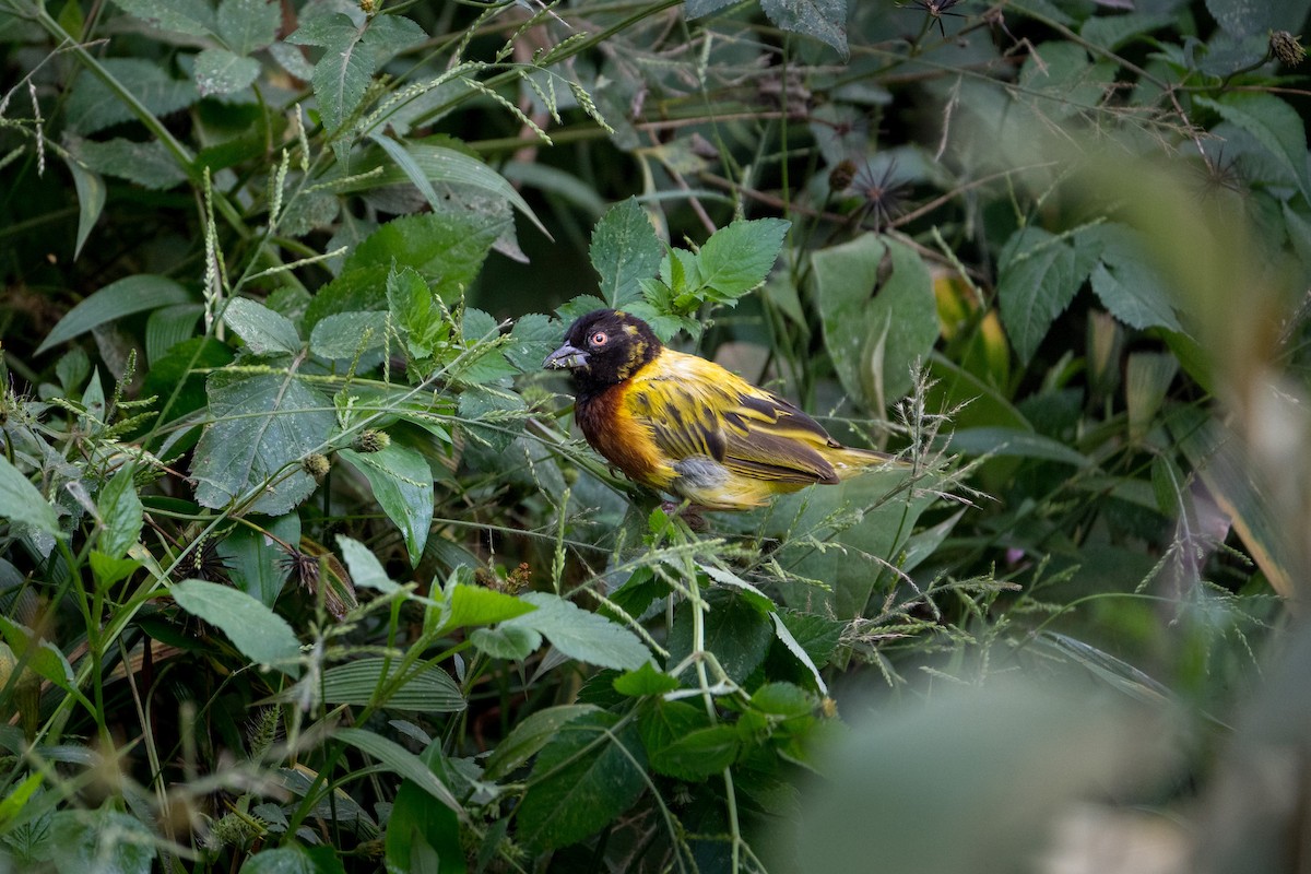 Golden-backed Weaver - ML643137187