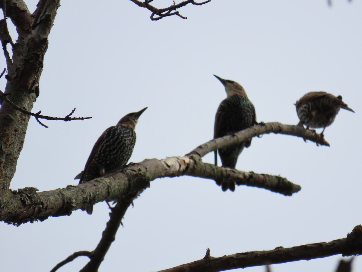 European Starling - ML643137196