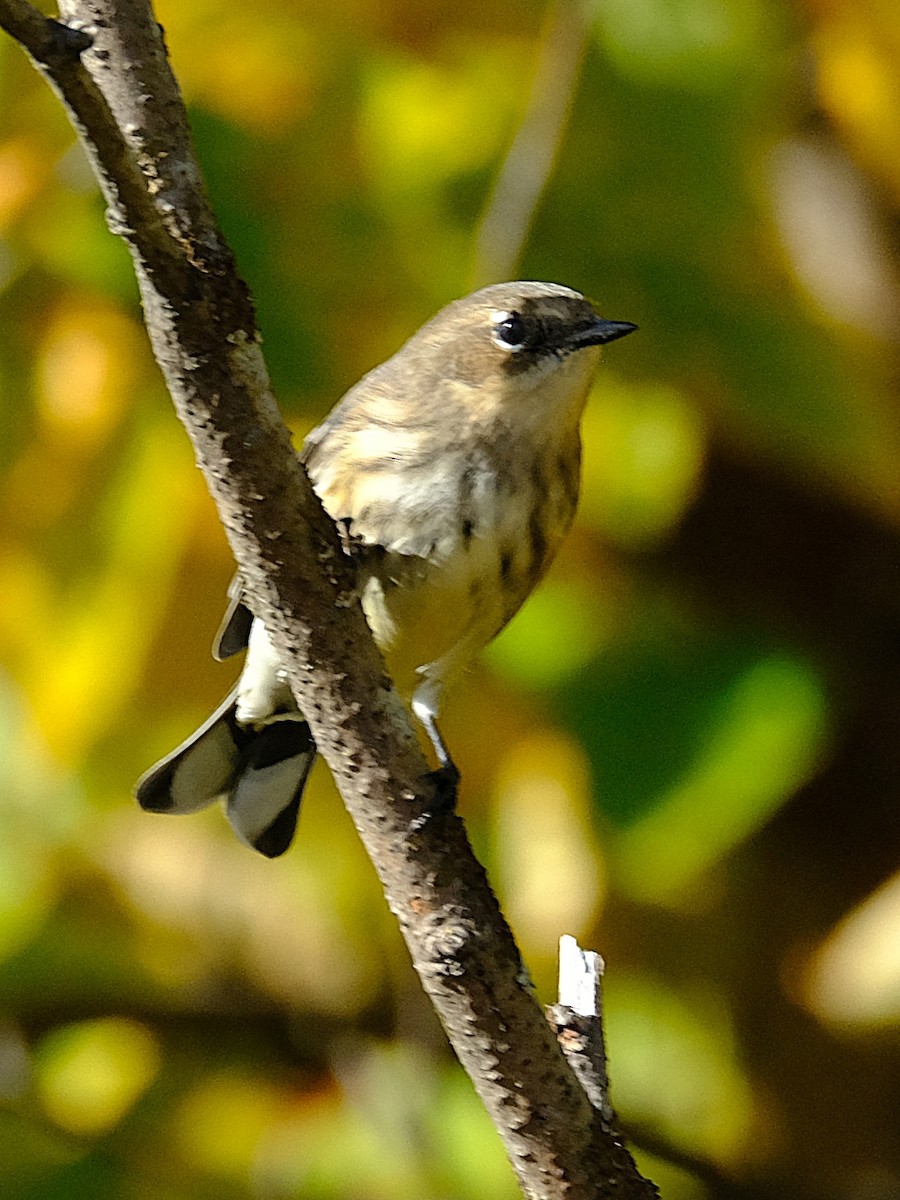 キヅタアメリカムシクイ - ML643137204