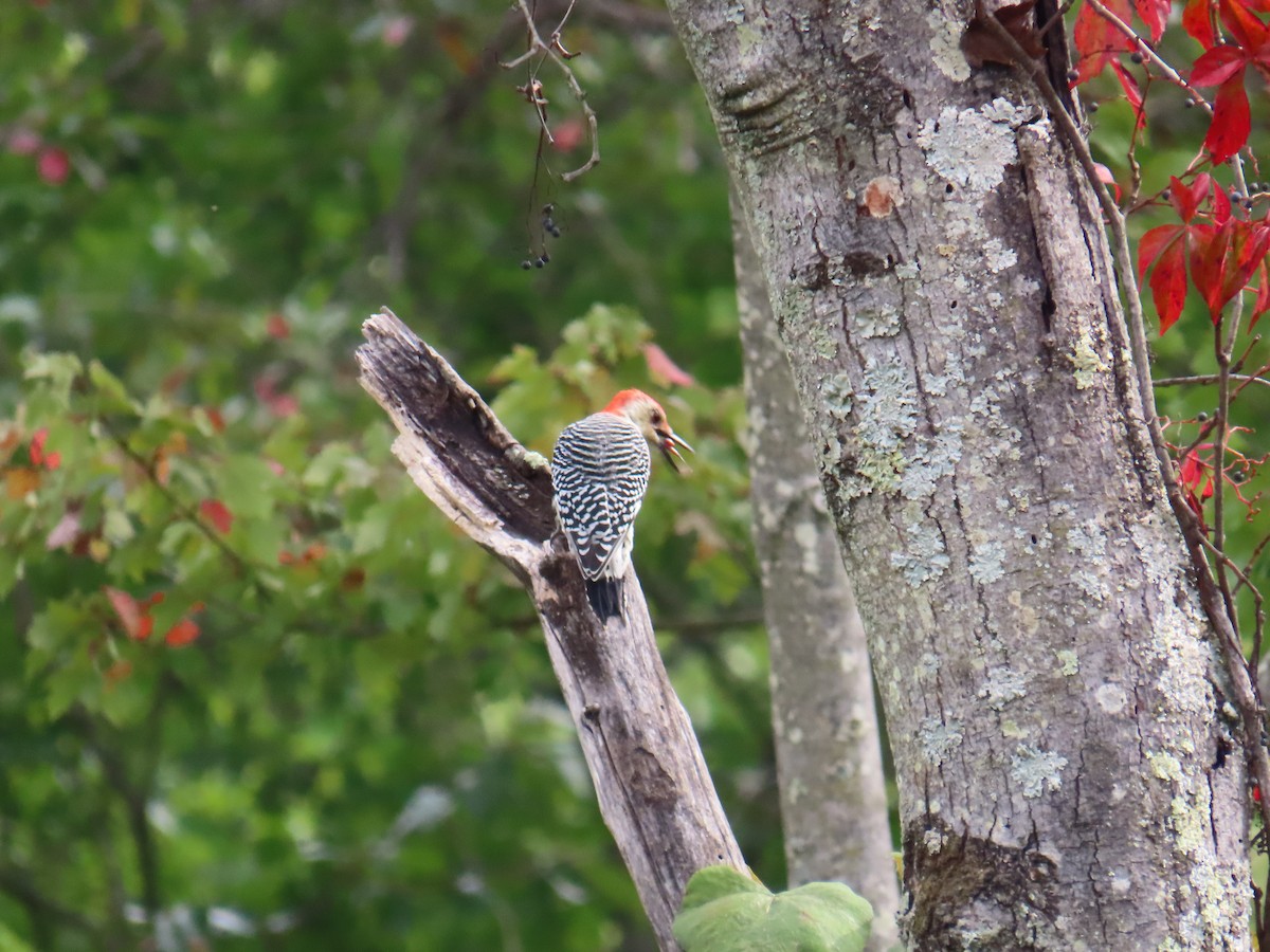 Red-bellied Woodpecker - ML643137206