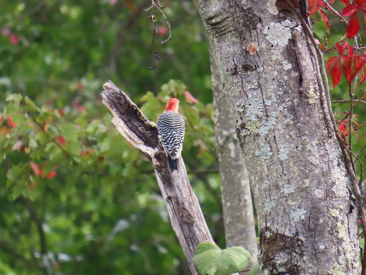 Red-bellied Woodpecker - ML643137208