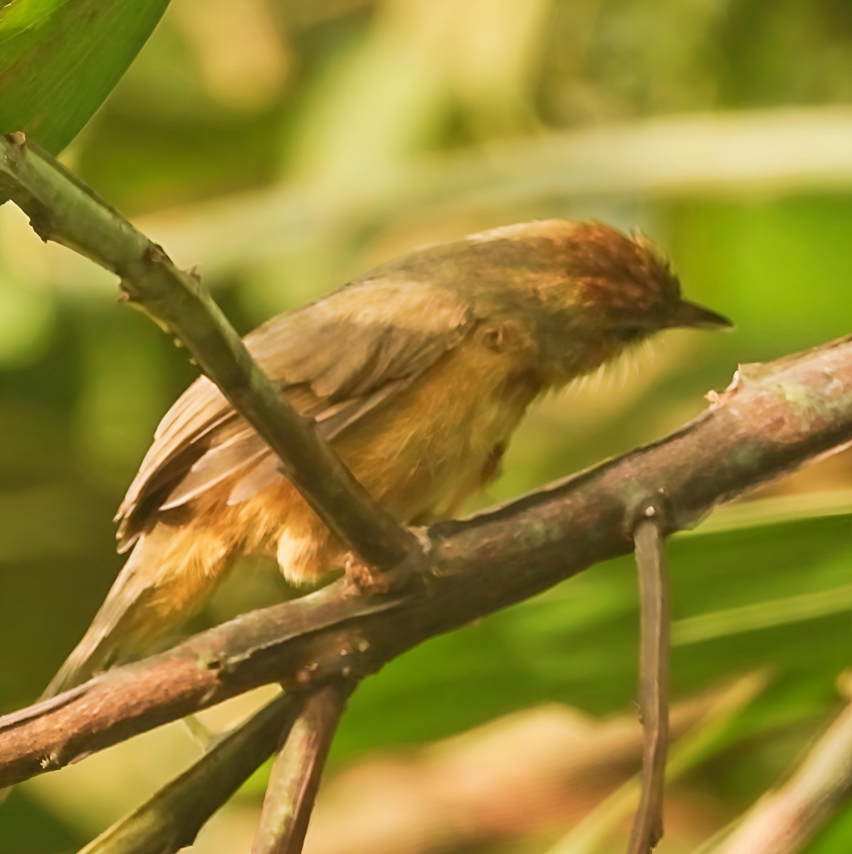 Tawny-bellied Babbler - ML643137219