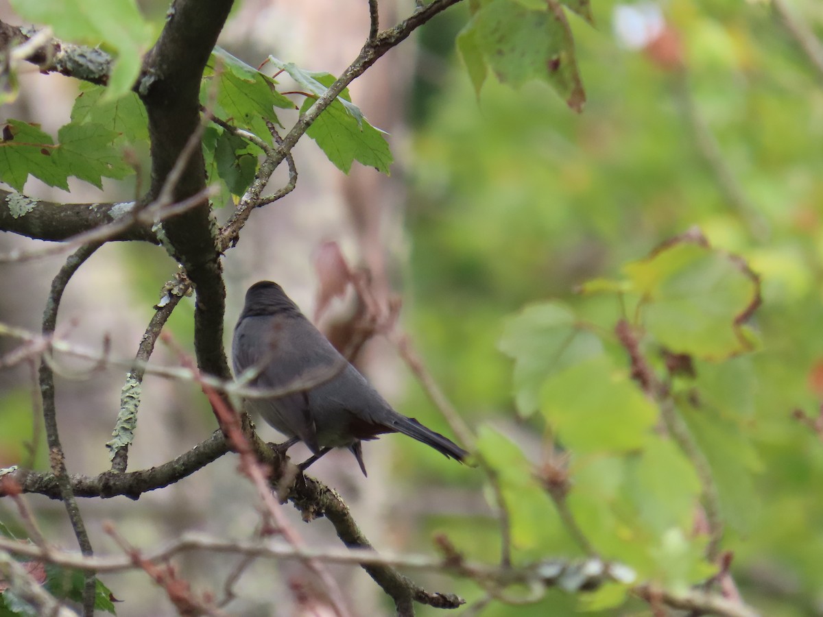 Gray Catbird - ML643137250
