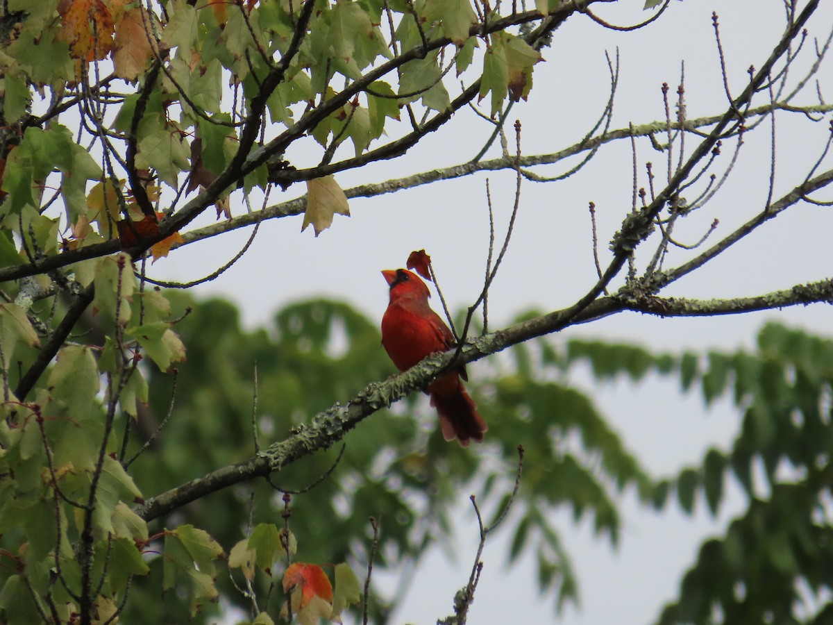 Northern Cardinal - ML643137255