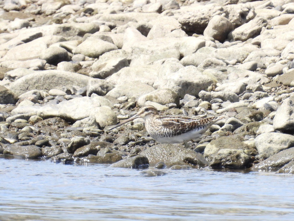 Common Snipe - ML643137260