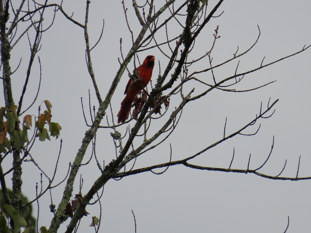Northern Cardinal - ML643137261