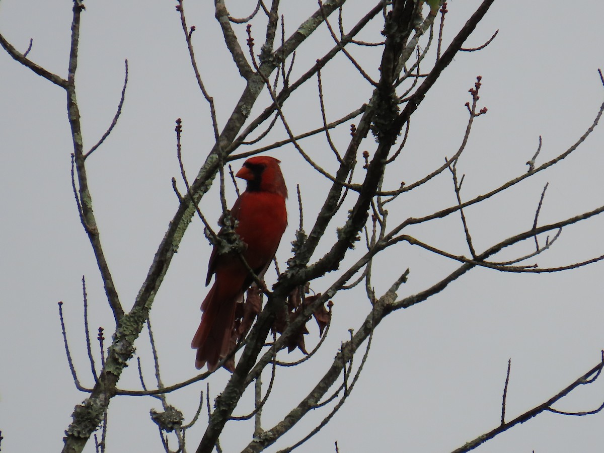 Northern Cardinal - ML643137264