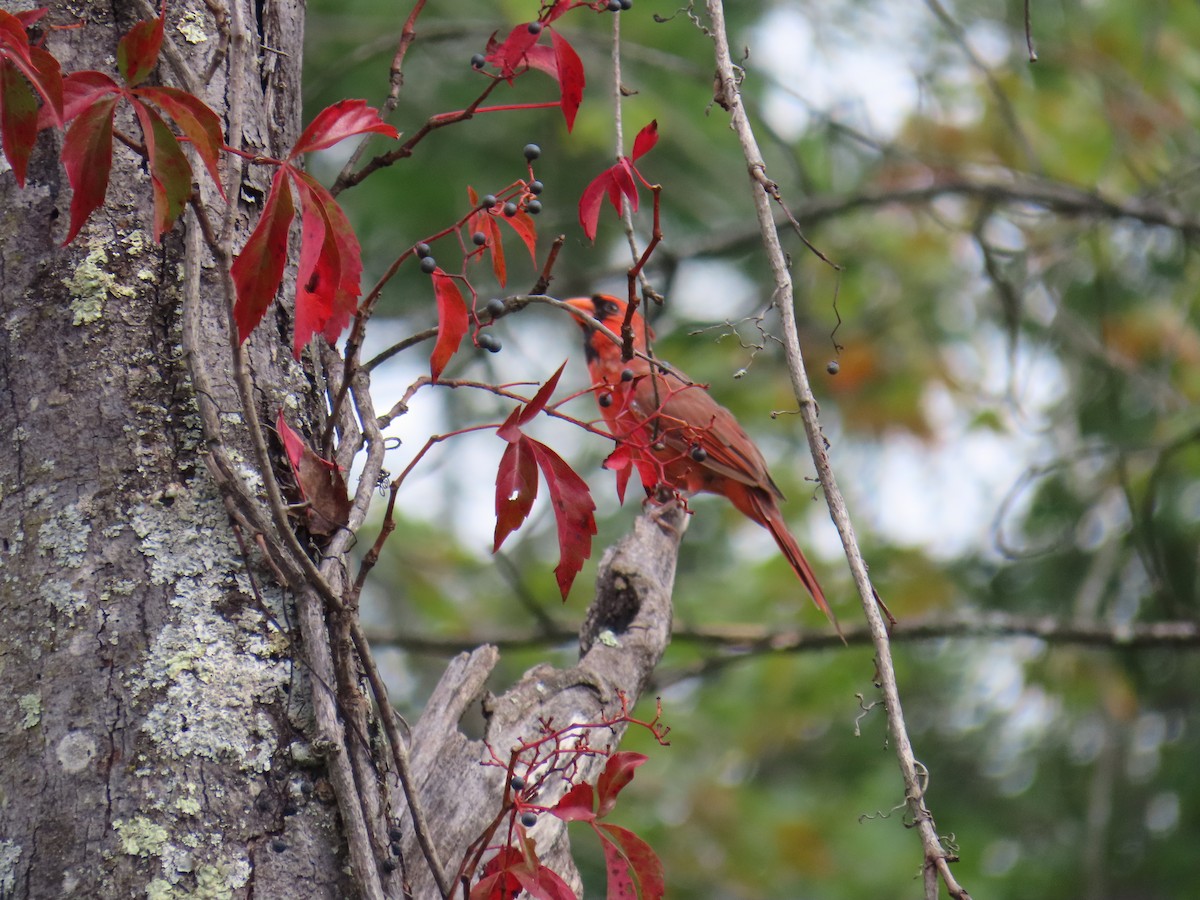 Northern Cardinal - ML643137271