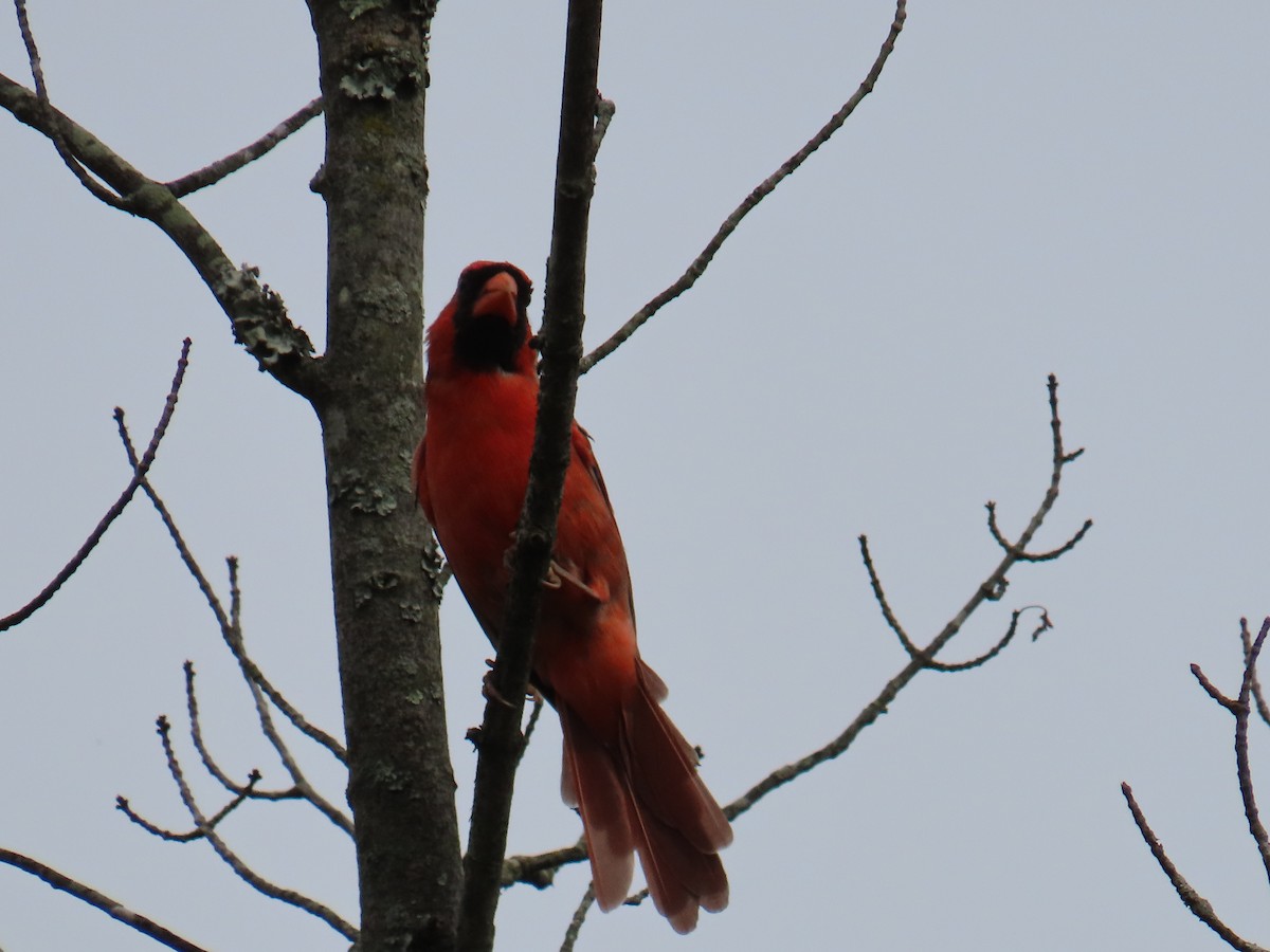 Northern Cardinal - ML643137274
