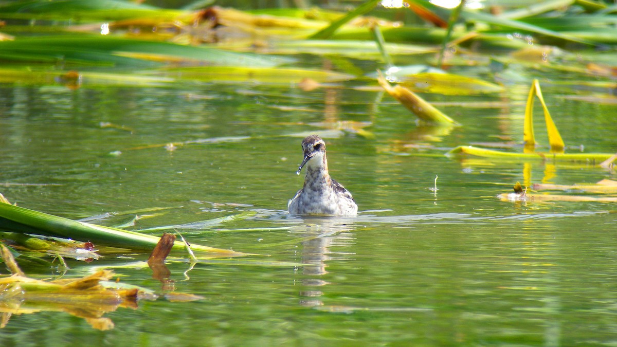 Red-necked Phalarope - ML643137301