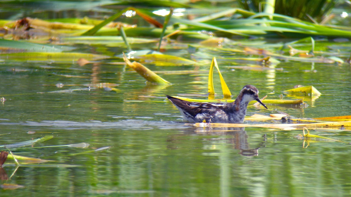Red-necked Phalarope - ML643137302
