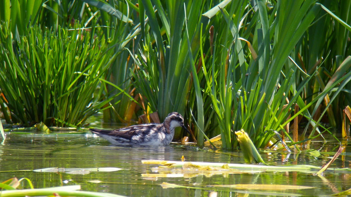 Red-necked Phalarope - ML643137303