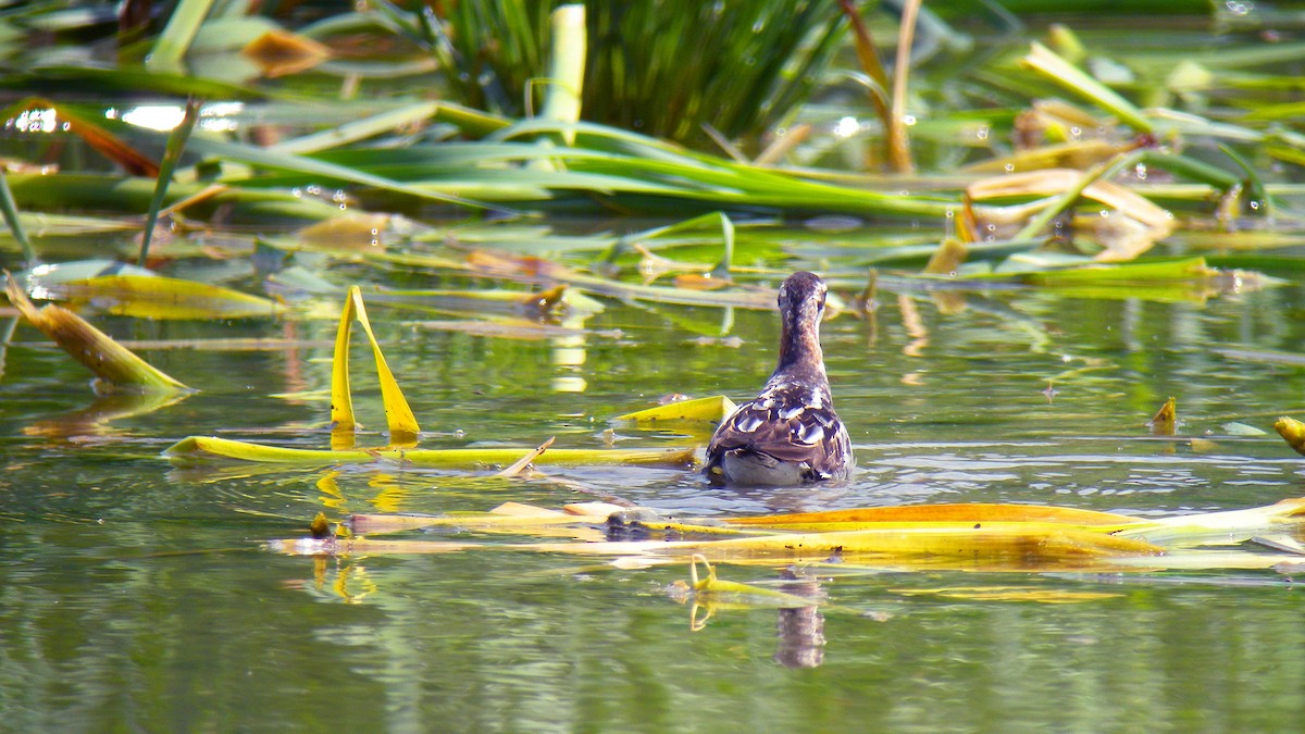Red-necked Phalarope - ML643137304