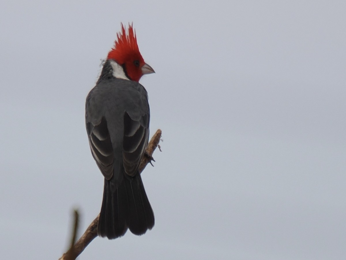 Red-crested Cardinal - ML643137309