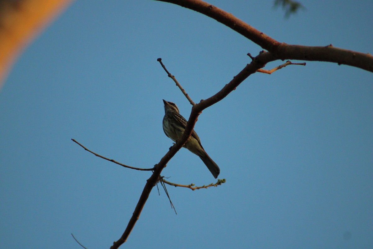 Variegated Flycatcher - ML643137336