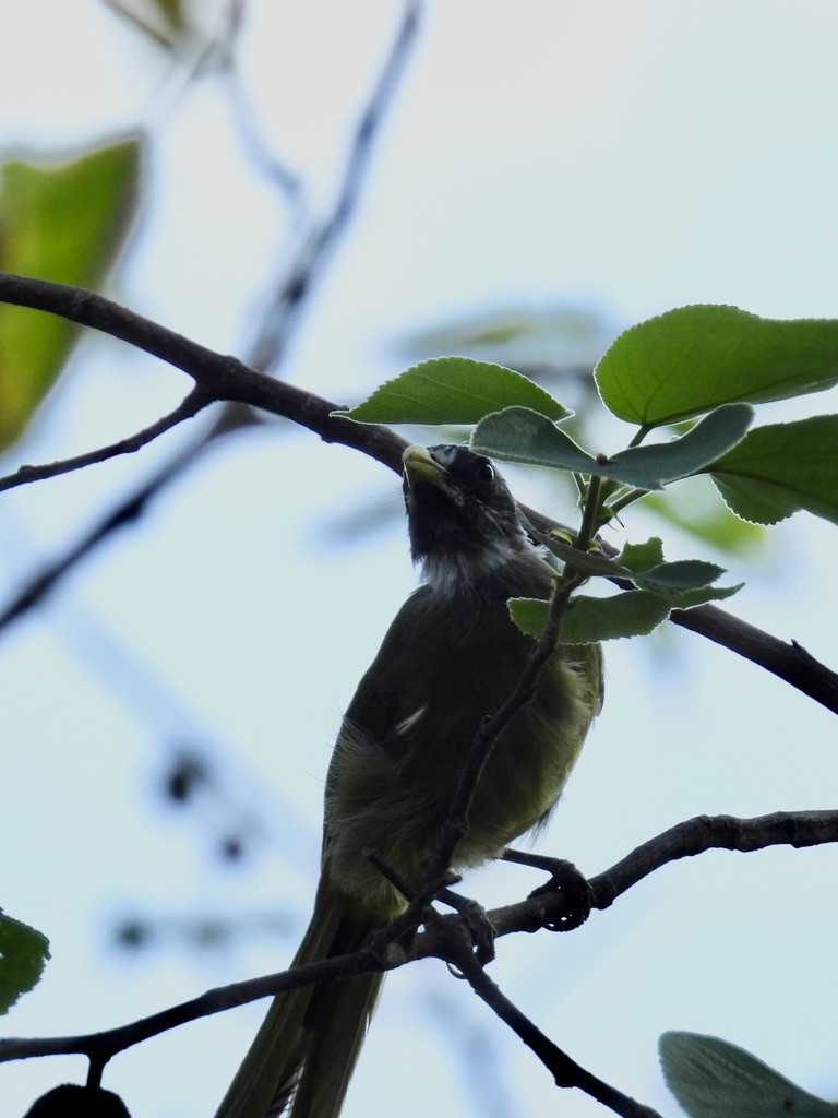 白環鸚嘴鵯 - ML643137350