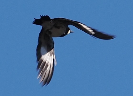 Acorn Woodpecker - ML643137352