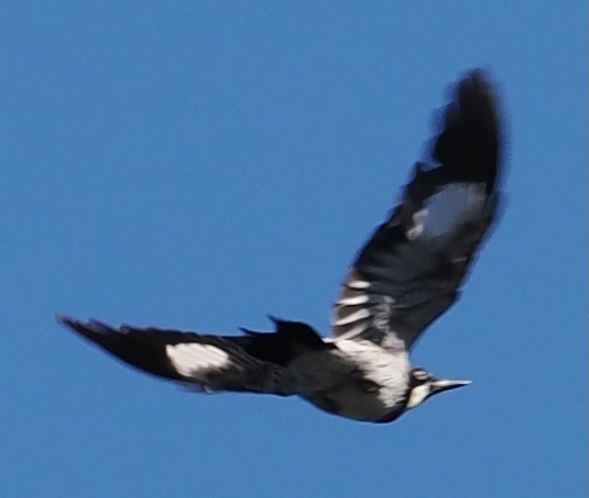 Acorn Woodpecker - ML643137353