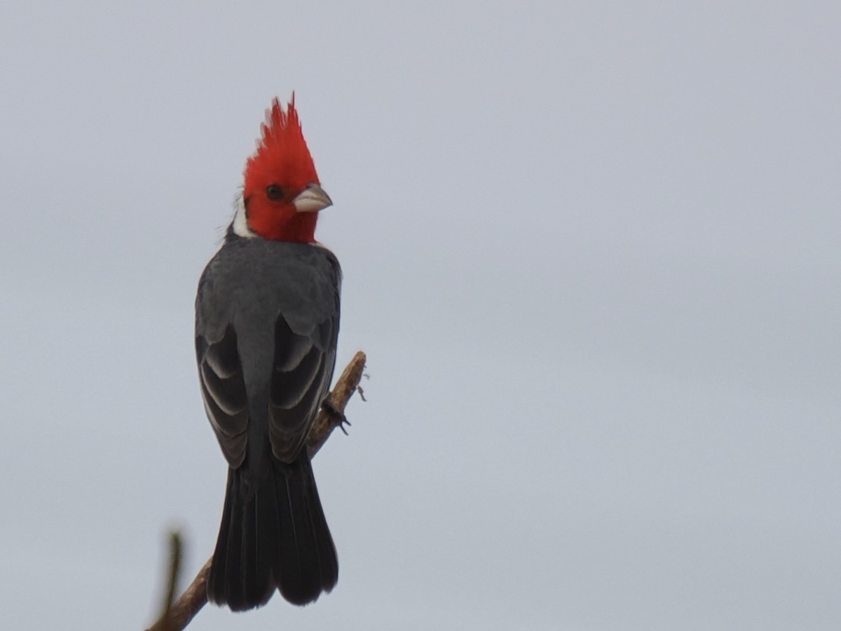 Red-crested Cardinal - ML643137372