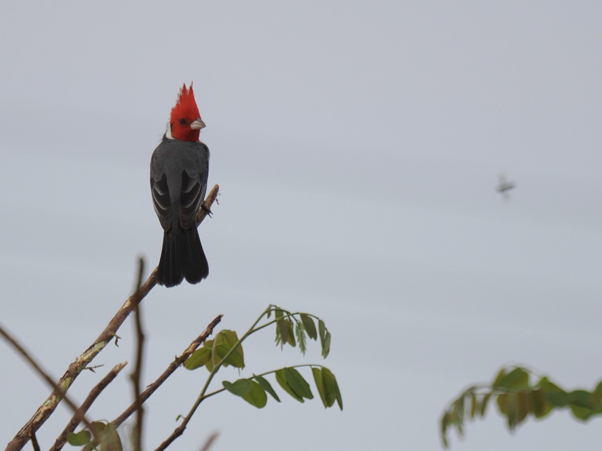 Red-crested Cardinal - ML643137374