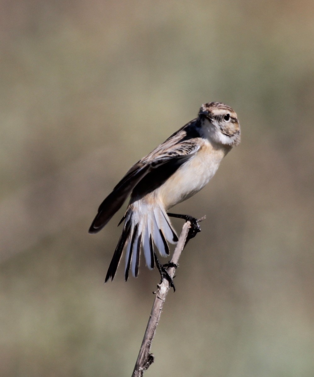 White-browed Bushchat - ML643137427