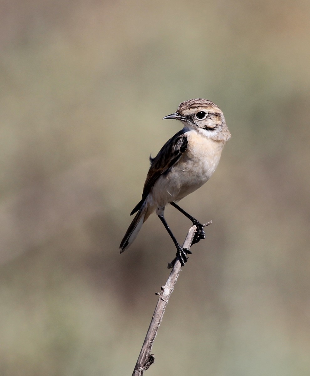 White-browed Bushchat - ML643137428